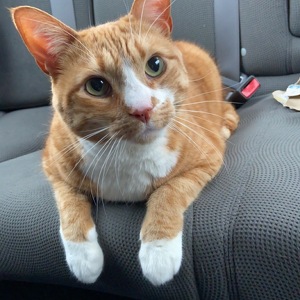 Fundraising Page: Melissa Bucukovski